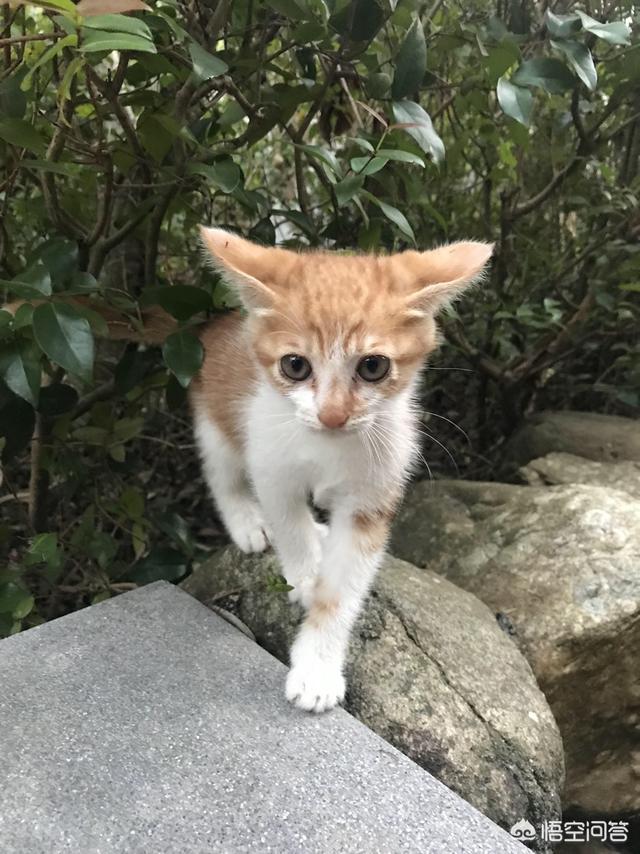 收养流浪猫:要不要收养小区的流浪猫？