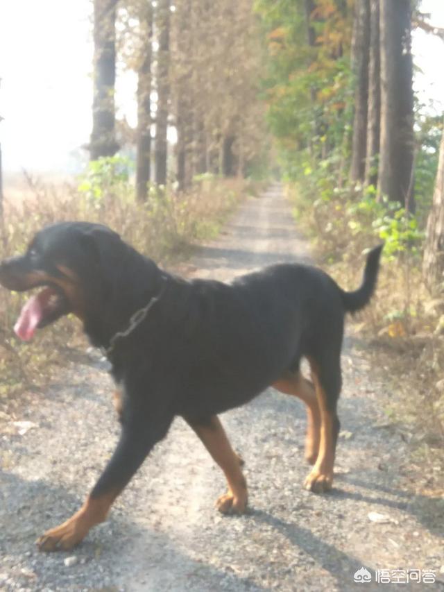 罗维纳犬怎么养:成年罗威纳一天能吃几斤狗粮？ 罗维纳犬和马犬哪个好