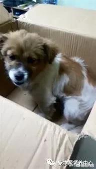 忠心大黄狗帮残疾主人推车摆摊:狗和人之间有纯粹的友谊吗？