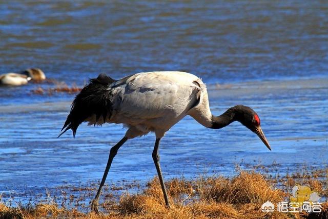北大港湿地观鸟路线:冬天云南“观鸟季”，除了海鸥，你还能看到哪些鸟类？