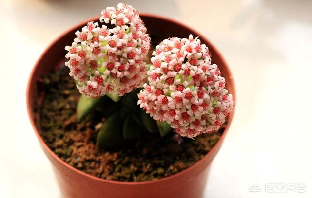 多肉大和锦根能长多粗:多肉植物长气根是怎么回事？如何处理？