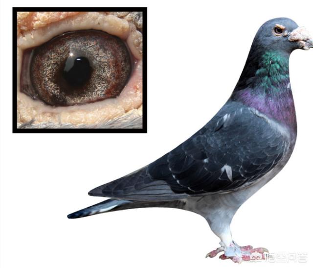 鸽子眼里的适应圈是怎么形成的，鸽子眼睛长黄色豆豆，眼睛都盖满，怎么治疗？