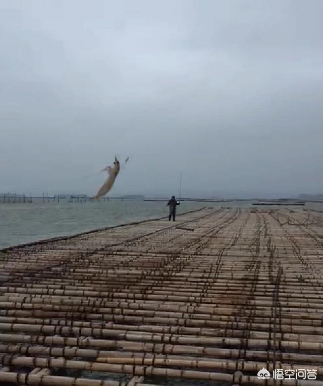 海水降温:核电站为什么要用海水降温 降温的时候去海钓，空军的概率大吗？