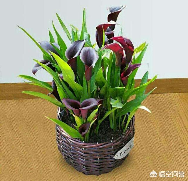 马蹄莲花什么颜色好看:白色的马蹄莲花代表什么 彩色马蹄莲上盆用什么土？