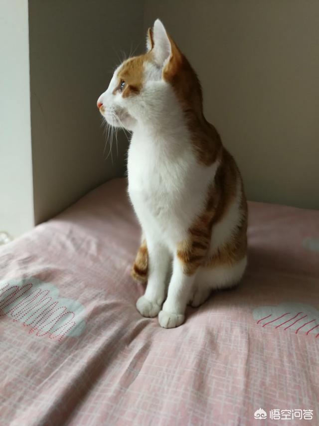 宠物小猫咪:家猫不出门会不会觉得闷呢？