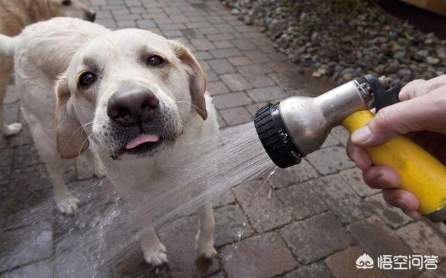 拉布拉多犬介绍及图片:拉布拉多有哪些缺点，为什么它会受到人们喜爱？ 拉不拉布拉多犬图片