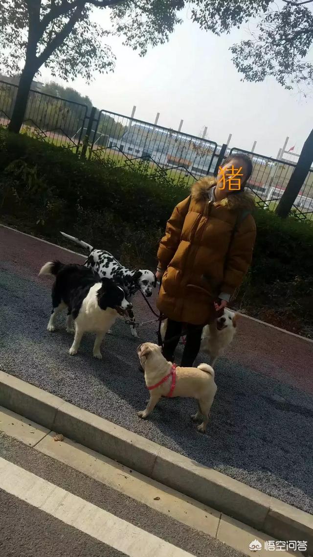 河南拟禁养中华田园犬,你怎么看？