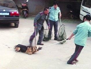 黄毅清的真实一家:黄毅清进去了，他的爽兄弟会怎么样