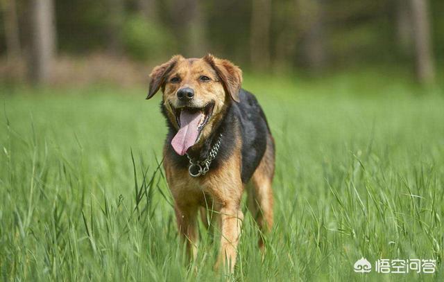 纯种拉布拉多犬种公犬:拉布拉多和土狗虎斑犬配种怎么样？