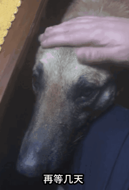 带宠物出国旅游:带宠物自驾游是一种怎样的体验？ 带宠物出国旅游回国