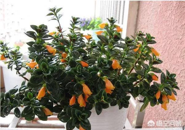 金鱼草怎么养开花:一年的金鱼吊兰，想让它开花，该怎么办？
