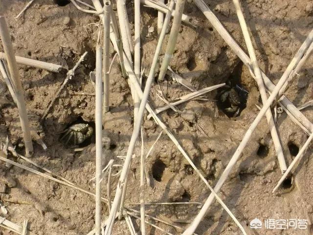 有什么关于崇启海（崇明、启东、海门）地区的冷知识？
