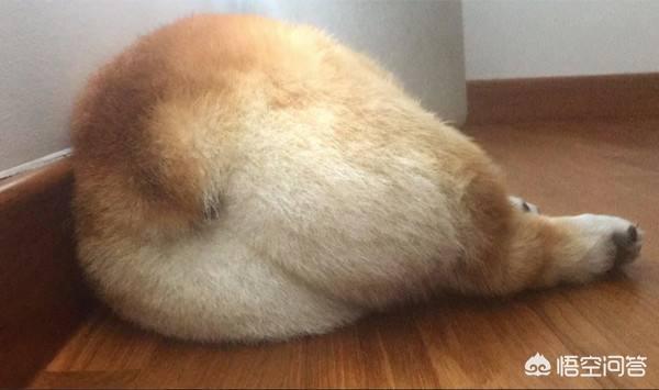 威尔斯柯基犬的屁股:为什么柯基犬，总是喜欢用屁股对着人？