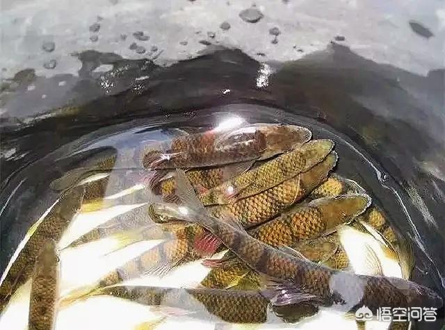 何罗鱼:什么鱼不容易死长得快而且鱼肉味道好