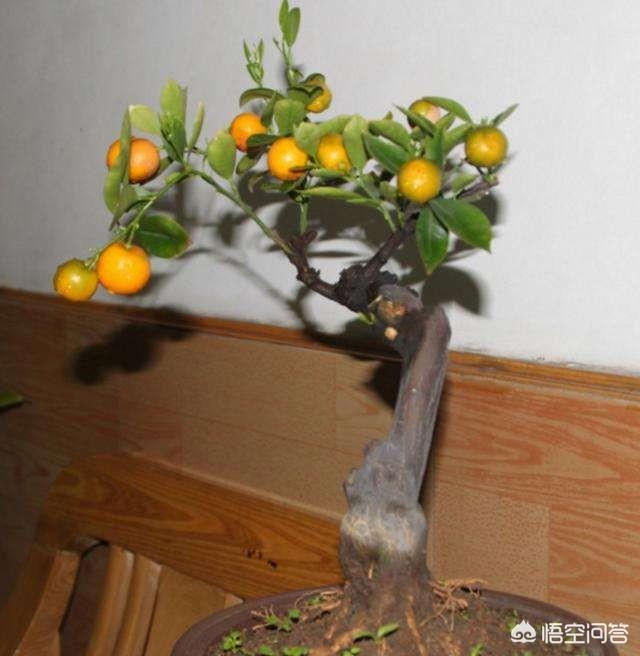 金桔盆景如何做