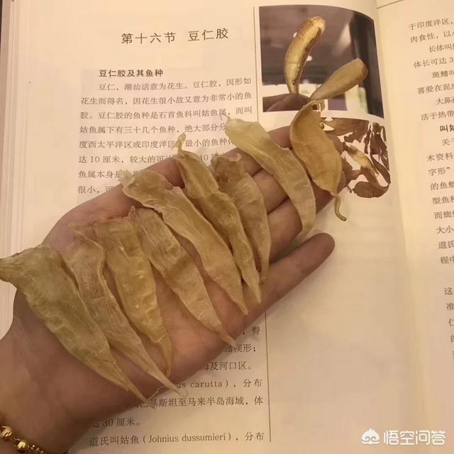 鱼泡怎么做好吃有营养，用鱼鳔煲汤的做法是什么？