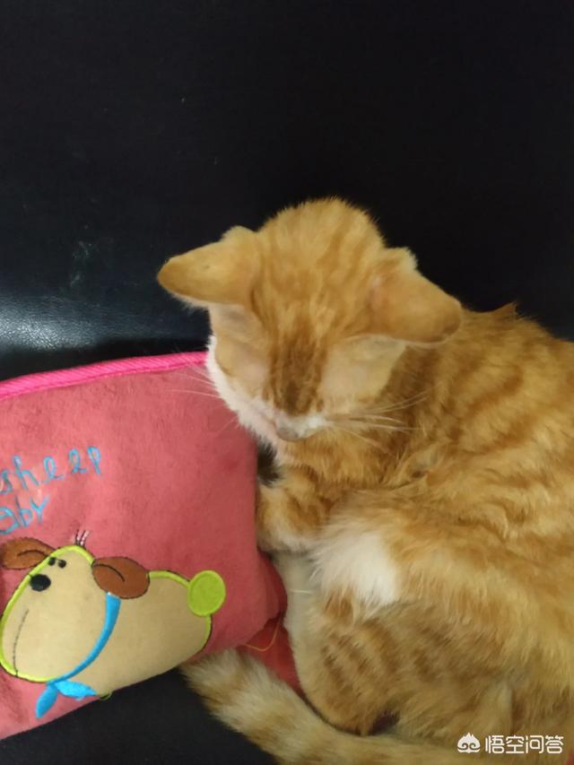 冬天养猫注意事项:冬天猫咪不盖被子会冻死吗？