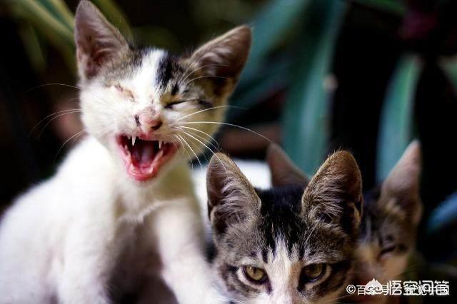 猫猫吃的猫薄荷是什么:猫咪什么时候可以开始吃猫薄荷？