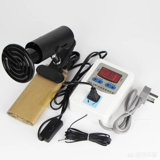 塑料鹦鹉:可以给鹦鹉买些什么玩具？