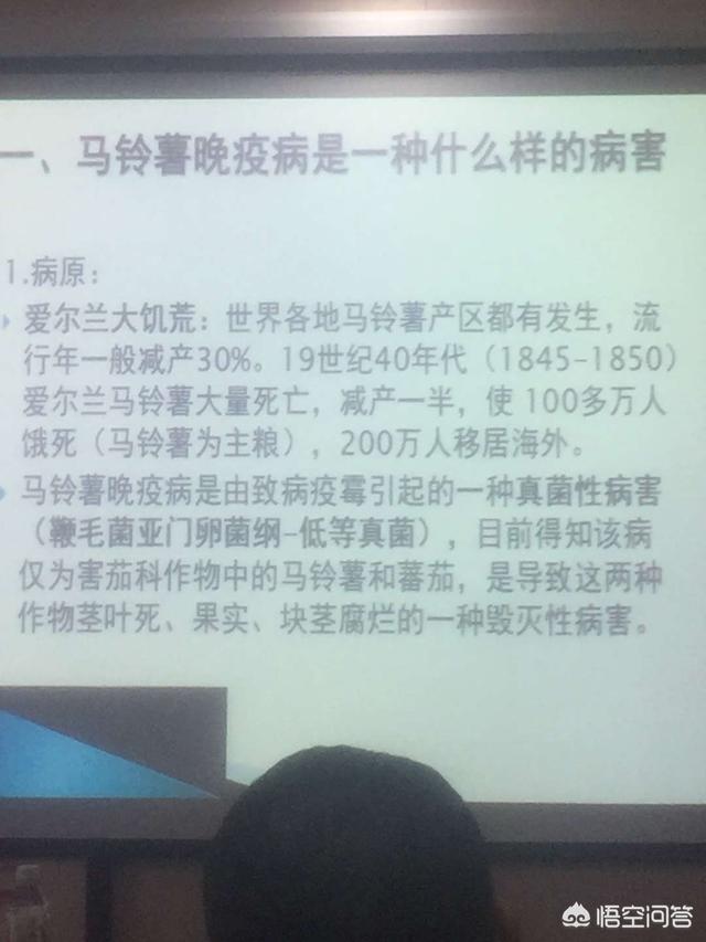 西北藏獒网手机微官网:黑猪哪个品种好 ,哪里有卖？ 西北藏獒网