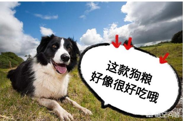 赛维洛犬菌清哪里有卖:生理期的边牧要怎么照顾？