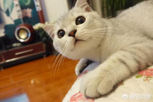 猫咪不乖19楼:猫咪为什么不能像狗狗一样亲近人，总是感觉它非常的高冷？