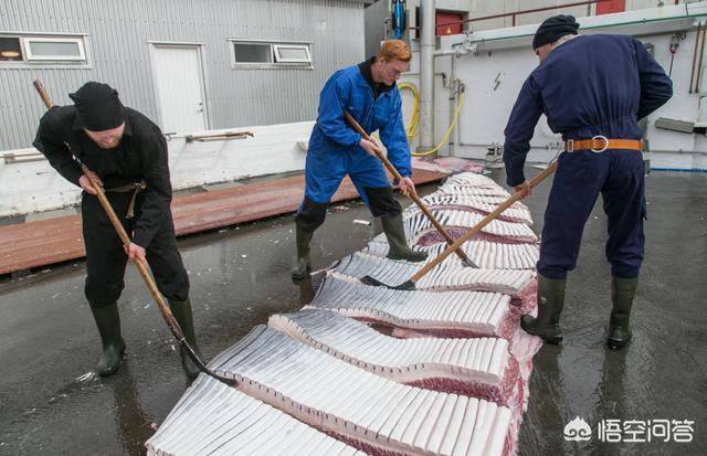 小须鲸:用95式手枪可以打死最大的蓝鲸吗？