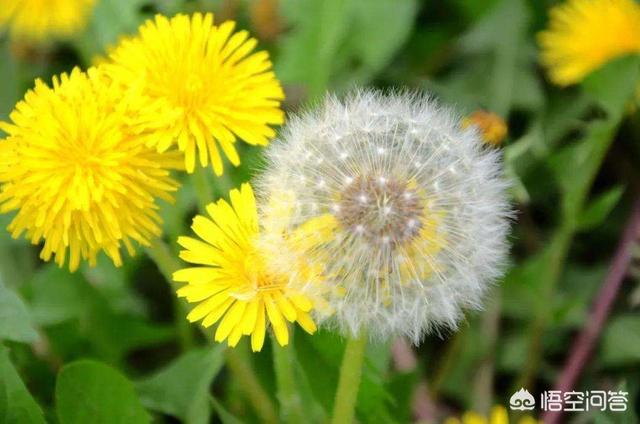 药食同源养生茶搭配表,蒲公英根和黄芪、淫羊藿能一起泡水吗？