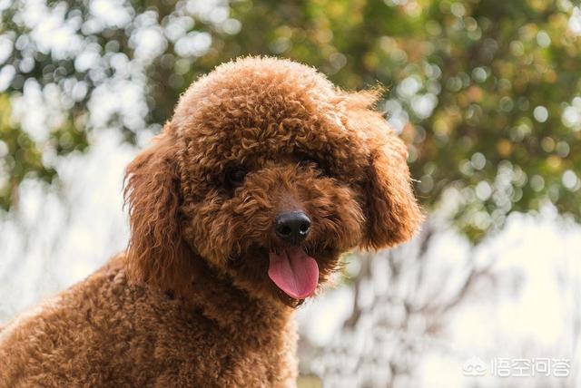 泰迪犬:想要养一只狗狗，泰迪犬怎么样？