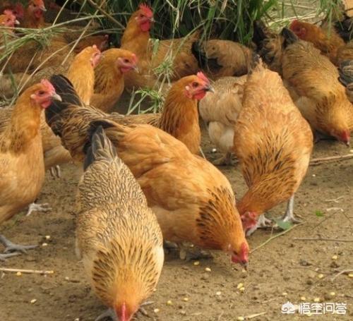 农村养殖土鸡一只的成本大约要多少？卖多少钱才有利润？