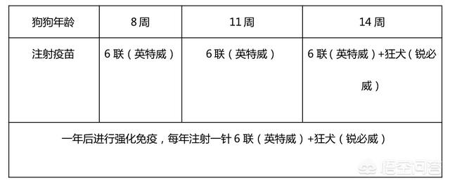 泰迪犬图片:泰迪犬究竟有什么优点，那么多人喜欢它？ 泰迪犬图片 可爱