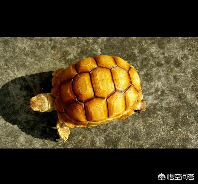四爪陆龟湿度:赫曼陆龟和四爪陆龟都要晒太阳吗？不晒会怎么样？ 新疆四爪陆龟