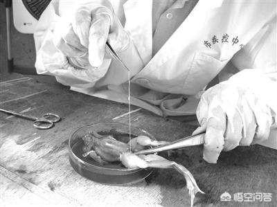 吃蛇肉灵异事件:深圳男子被吃脑虫入侵去世，哪些食物最危险含寄生虫？