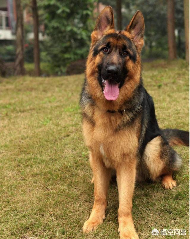 德牧犬:德牧凶吗？都有哪些特点？