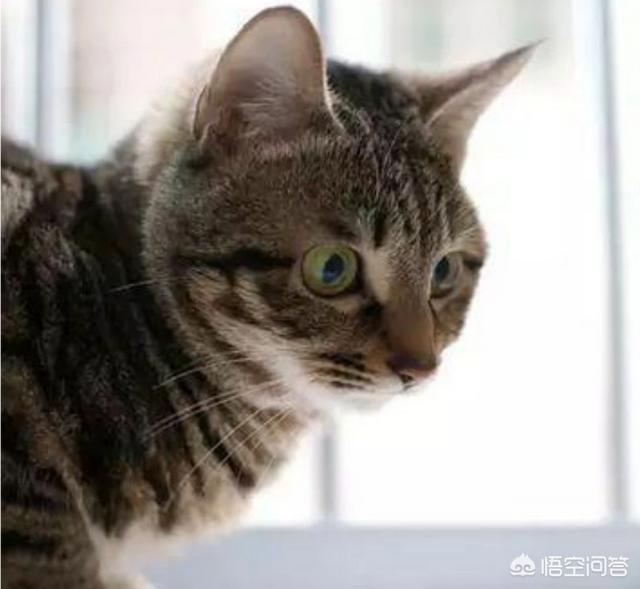 宠物猫种类:想养猫，孩子较小，要养什么品种的猫，有什么注意事项？