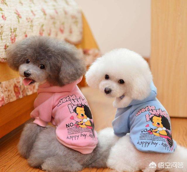 豆柴小犬免费观看完整版:与动物对视的时候是一种什么感觉？ 豆柴小犬电影中文版下载