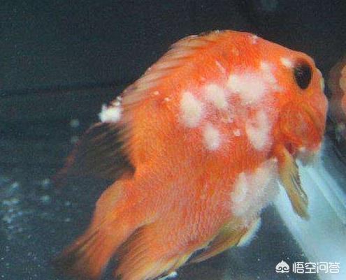 草鱼得诺卡氏菌病图片:草鱼出血病用硫酸铜行吗？