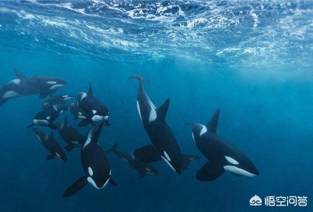 海洋鱼类百科:海洋中有哪些聪明的鱼类、鲸类？
