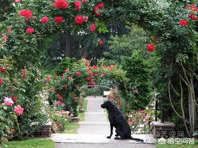 武汉罗威纳犬舍:有哪些带宠物远行的经历可以分享一下？