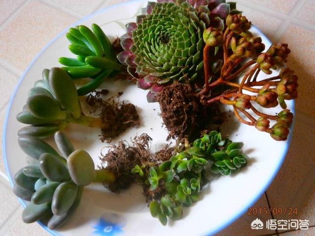 多肉植物怎么种植教程,多肉植物到底该如何养殖呢？