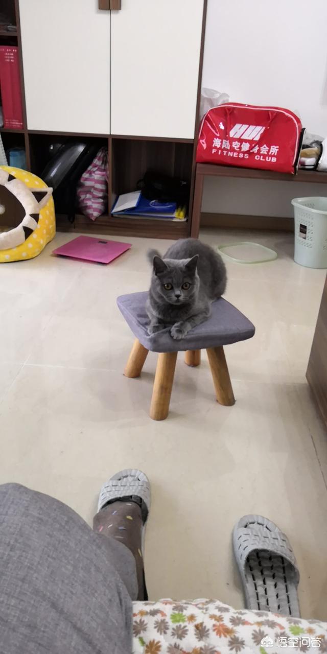 头条问答 你家猫都破坏过你什么物品 田园猫花生的回答 0赞