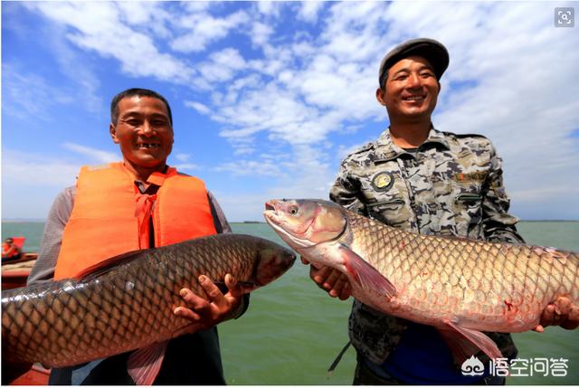 格陵兰睡鲨能活多久，人类寿命不足百年，而乌龟寿命可达百年，难道人类退化了