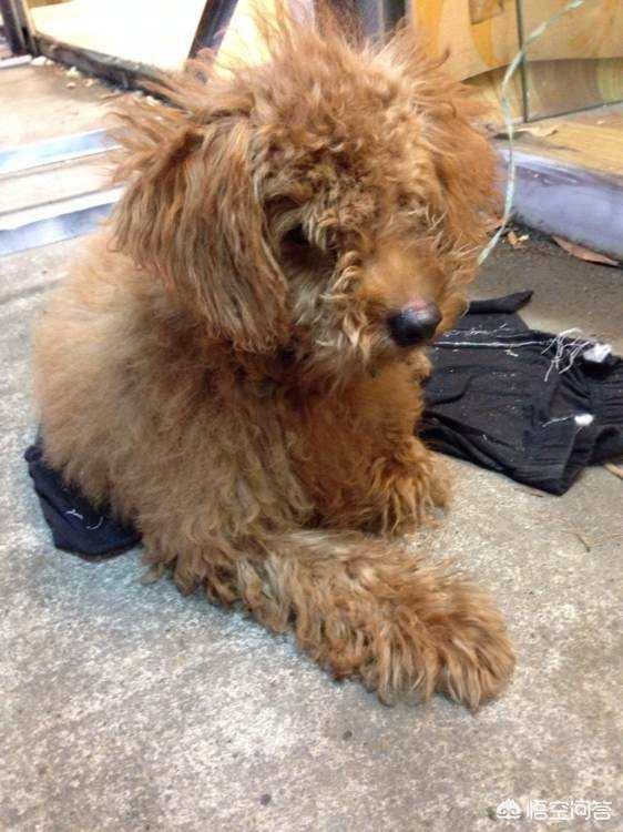 女生为什么不能养泰迪犬:为什么会有人说养泰迪不能养公的？