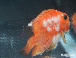 水族疾病防治:金鱼易得哪些疾病，该如何防治？
