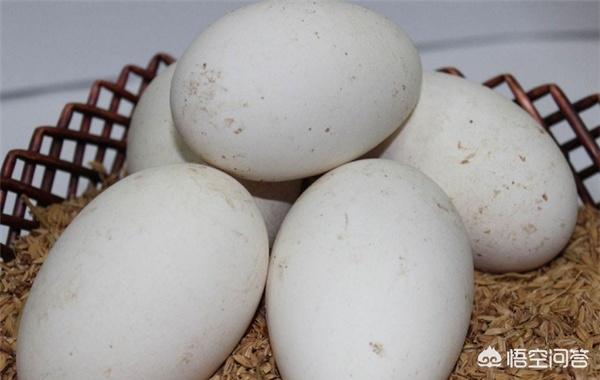 吃鹅蛋可以去胎毒吗，孕晚期喝玉米须，绿豆汤，艾叶煮鹅蛋真的可以去胎毒，黄疸吗