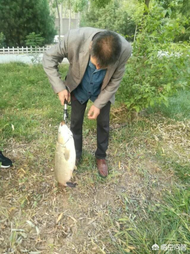 农村常见的四大家鱼,哪个长得最大？哪个最好吃？哪个活的最长？
