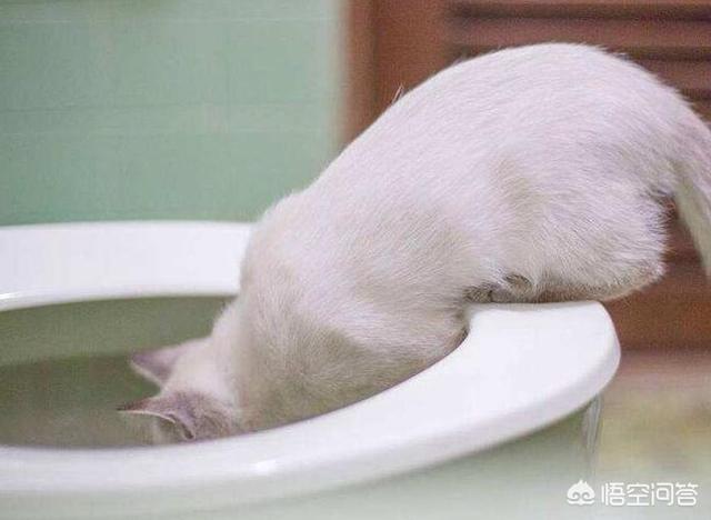 为什么猫咪能像液体一样:猫咪拉水怎么办，猫咪拉水便，猫咪突然拉水没精神？