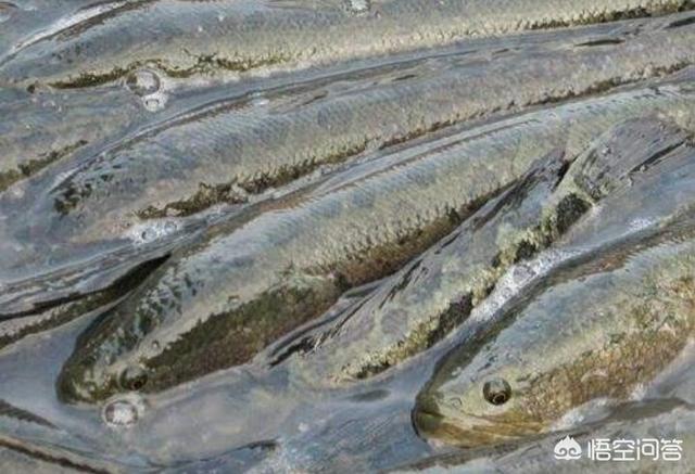 红尾鲶贵吗:鲶鱼肉多刺少，价格又便宜，却很多人不喜欢吃，为什么？