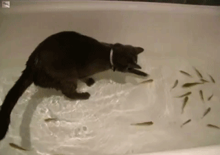 小猫吃鱼儿童画图片:陆生的猫为什么会被认为喜欢吃水里的鱼？