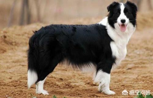 巴吉度犬 聪明吗:喜欢中型犬，养什么比较好啊？